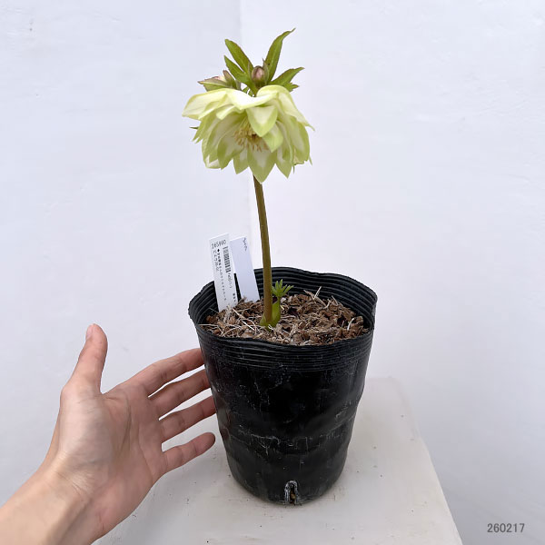 吉田園芸さんのクリスマスローズ：ピエラ26-01／4.5号ポット【現品販売】