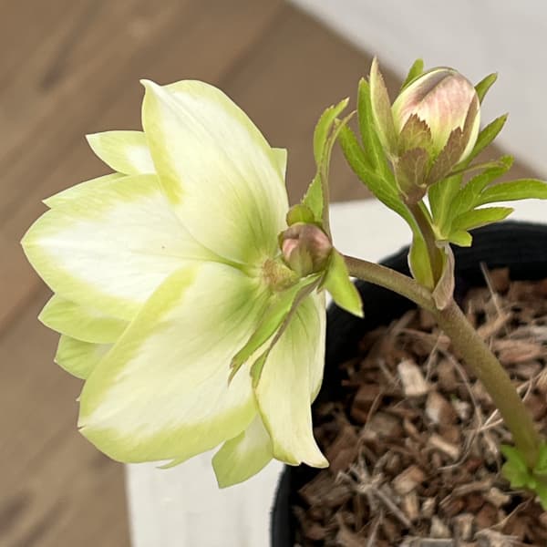 吉田園芸さんのクリスマスローズ：ピエラ26-01／4.5号ポット【現品販売】