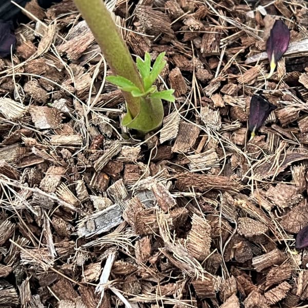 吉田園芸さんのクリスマスローズ：ピエラ26-01／4.5号ポット【現品販売】