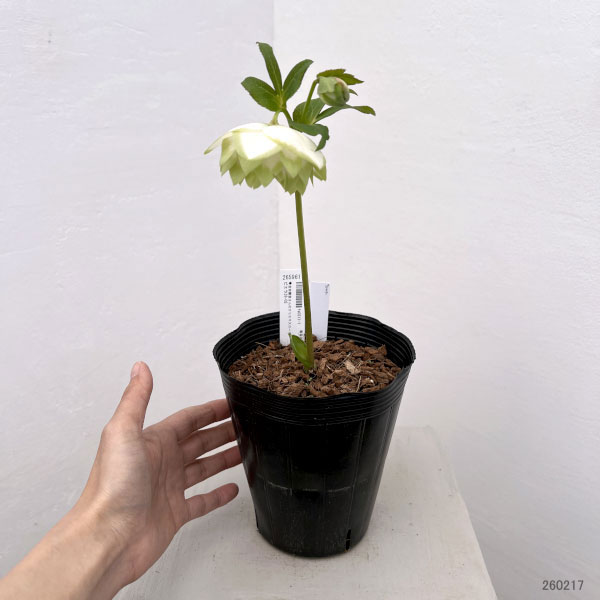 吉田園芸さんのクリスマスローズ：ピエラ26-02／4.5号ポット【現品販売】