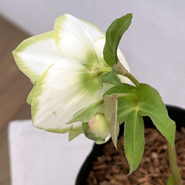 吉田園芸さんのクリスマスローズ：ピエラ26-02／4.5号ポット【現品販売】