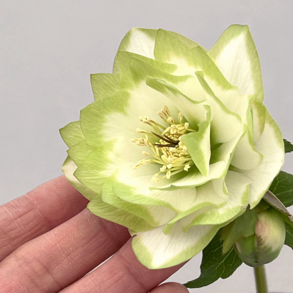 吉田園芸さんのクリスマスローズ：ピエラ26-02／4.5号ポット【現品販売】