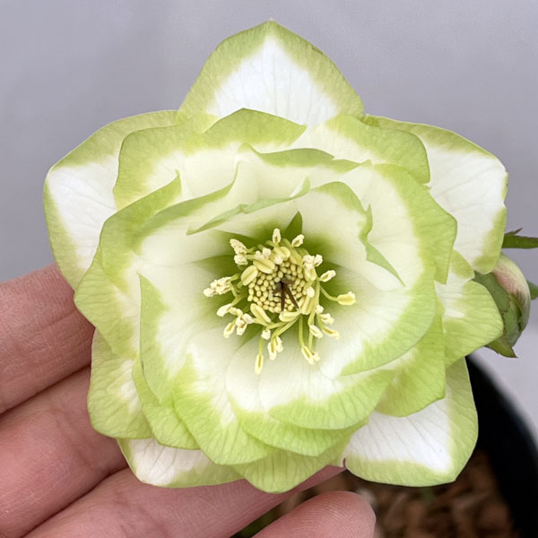 吉田園芸さんのクリスマスローズ：ピエラ26-02／4.5号ポット【現品販売】