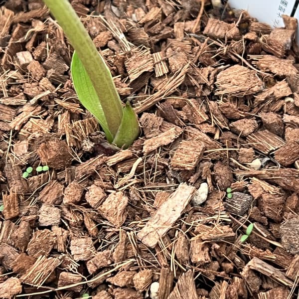 吉田園芸さんのクリスマスローズ：ピエラ26-02／4.5号ポット【現品販売】