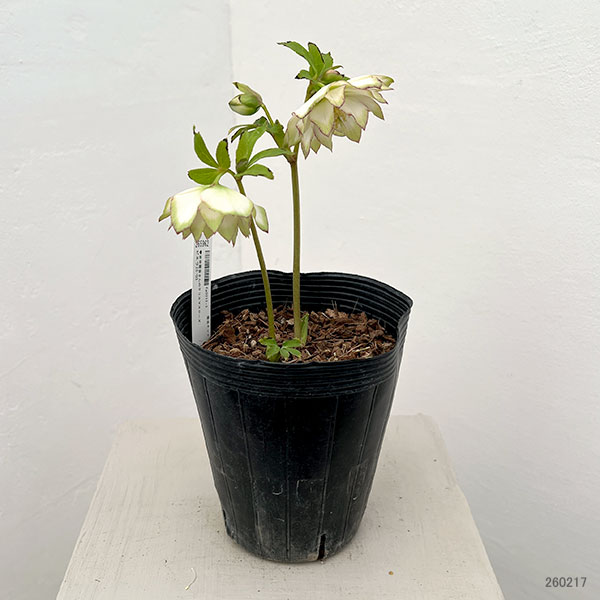 吉田園芸さんのクリスマスローズ:ピエラ26-03/4.5号ポット【現品販売】