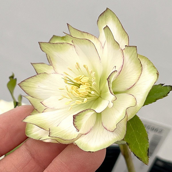 吉田園芸さんのクリスマスローズ:ピエラ26-03/4.5号ポット【現品販売】