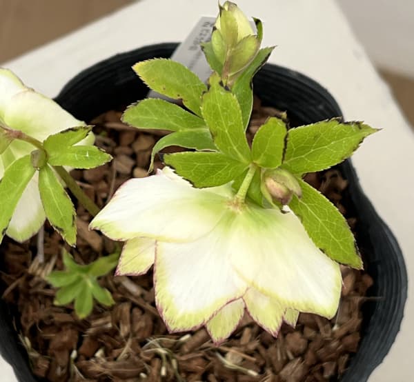 吉田園芸さんのクリスマスローズ:ピエラ26-03/4.5号ポット【現品販売】