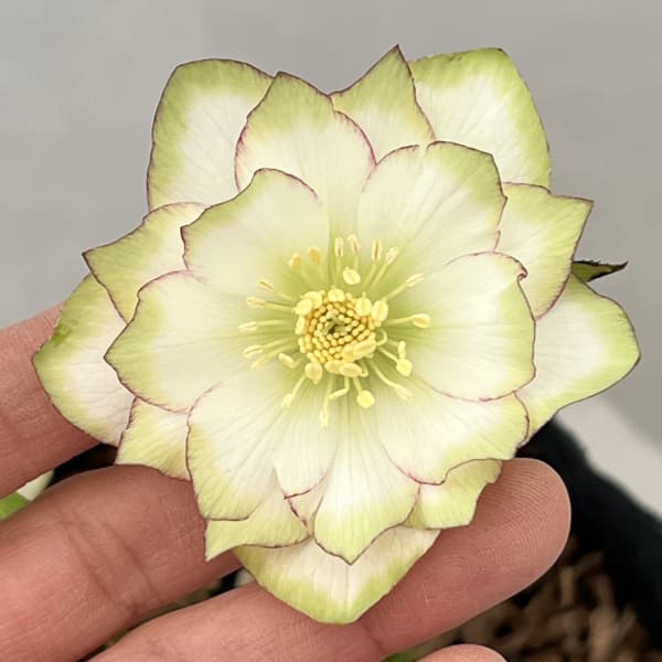 吉田園芸さんのクリスマスローズ:ピエラ26-03/4.5号ポット【現品販売】