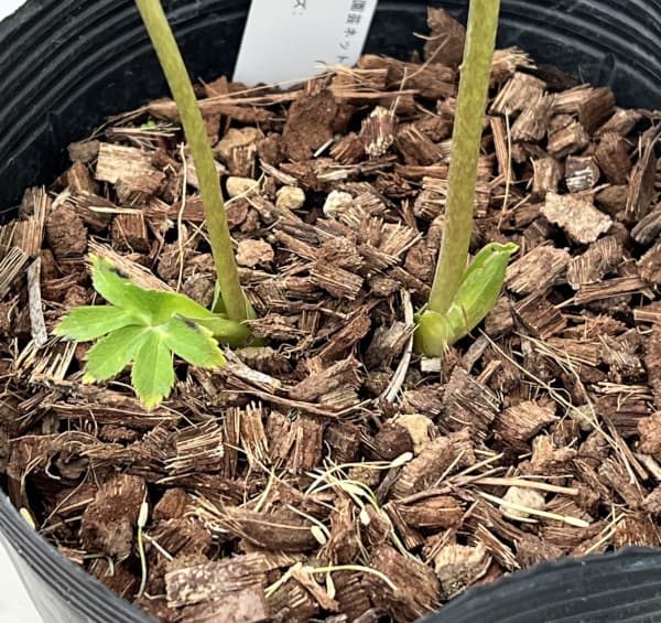 吉田園芸さんのクリスマスローズ:ピエラ26-03/4.5号ポット【現品販売】