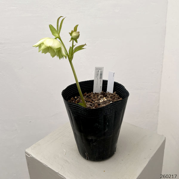 吉田園芸さんのクリスマスローズ：ピエラ26-04／4.5号ポット【現品販売】