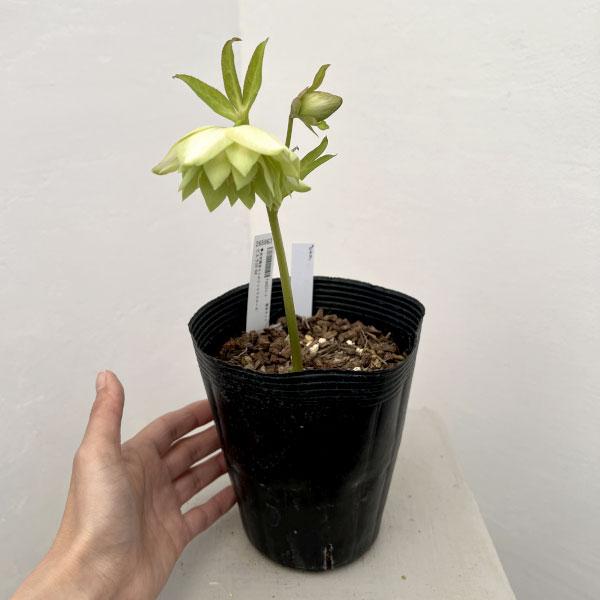 吉田園芸さんのクリスマスローズ：ピエラ26-04／4.5号ポット【現品販売】