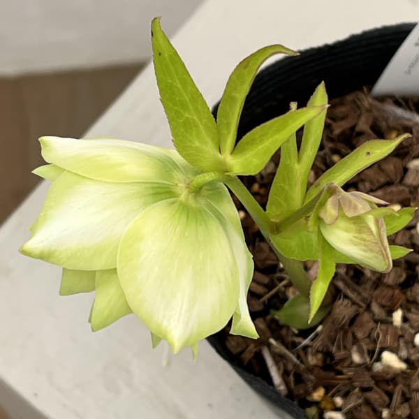 吉田園芸さんのクリスマスローズ：ピエラ26-04／4.5号ポット【現品販売】