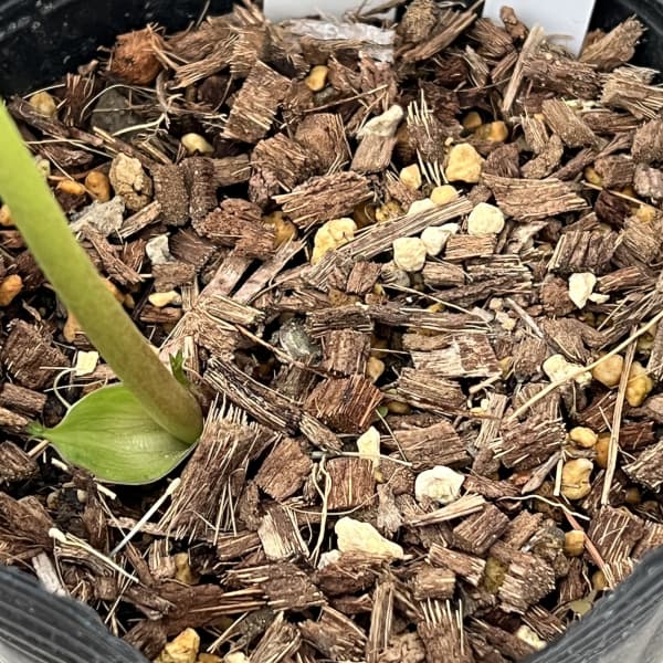 吉田園芸さんのクリスマスローズ：ピエラ26-04／4.5号ポット【現品販売】