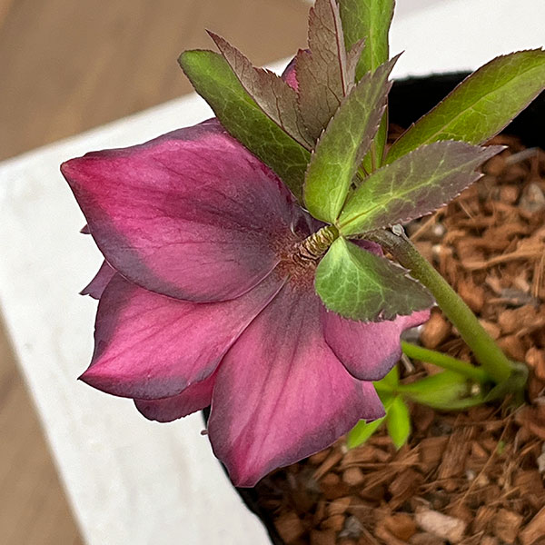 吉田園芸さんのクリスマスローズ：アンティークピエラ26-01／4.5号ポット【現品販売】