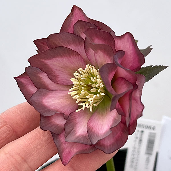 吉田園芸さんのクリスマスローズ：アンティークピエラ26-01／4.5号ポット【現品販売】