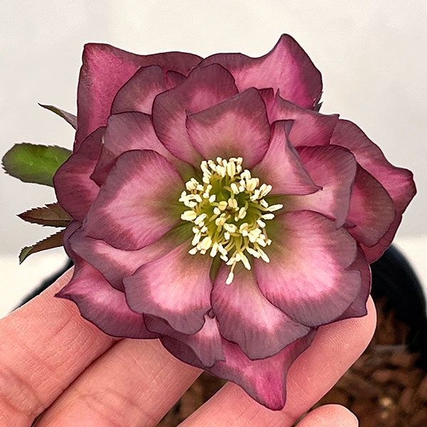 吉田園芸さんのクリスマスローズ：アンティークピエラ26-01／4.5号ポット【現品販売】