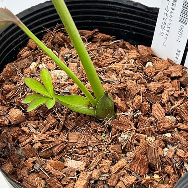 吉田園芸さんのクリスマスローズ：アンティークピエラ26-01／4.5号ポット【現品販売】