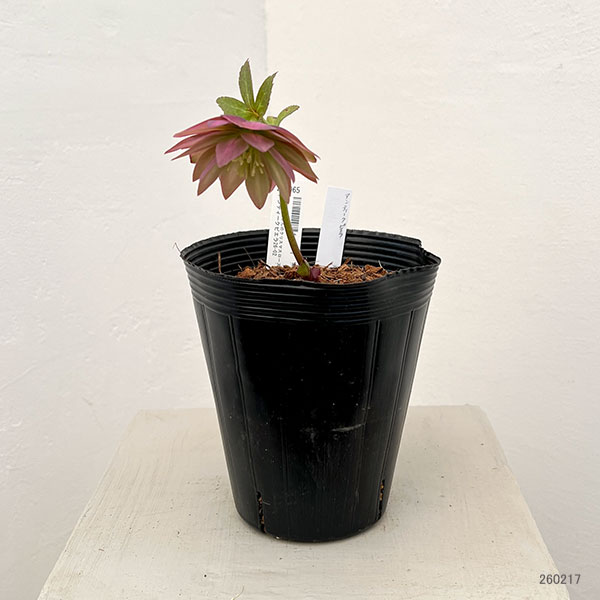 吉田園芸さんのクリスマスローズ：アンティークピエラ26-02／4.5号ポット【現品販売】