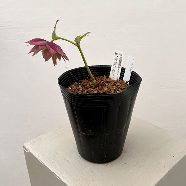 吉田園芸さんのクリスマスローズ：アンティークピエラ26-02／4.5号ポット【現品販売】