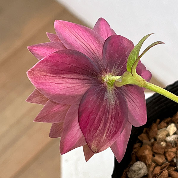 吉田園芸さんのクリスマスローズ：アンティークピエラ26-02／4.5号ポット【現品販売】