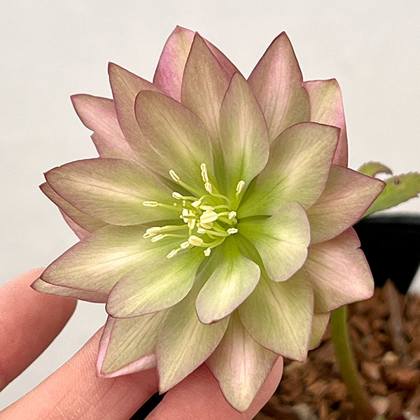 吉田園芸さんのクリスマスローズ：アンティークピエラ26-02／4.5号ポット【現品販売】