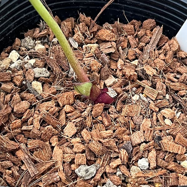 吉田園芸さんのクリスマスローズ：アンティークピエラ26-02／4.5号ポット【現品販売】