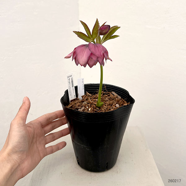 吉田園芸さんのクリスマスローズ：アンティークピエラ26-03／4.5号ポット【現品販売】