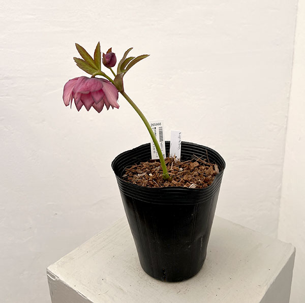 吉田園芸さんのクリスマスローズ：アンティークピエラ26-03／4.5号ポット【現品販売】