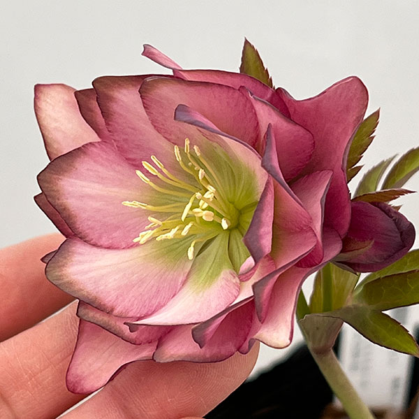 吉田園芸さんのクリスマスローズ：アンティークピエラ26-03／4.5号ポット【現品販売】