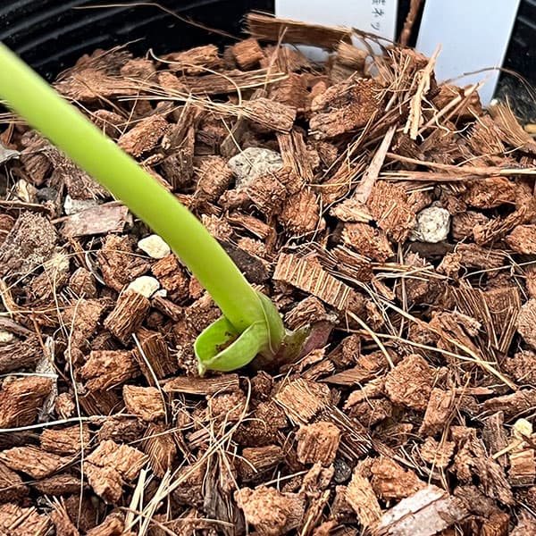 吉田園芸さんのクリスマスローズ：アンティークピエラ26-03／4.5号ポット【現品販売】