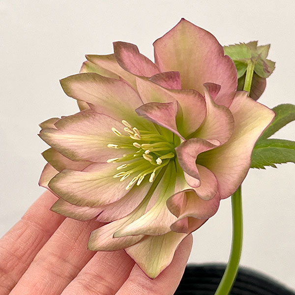 吉田園芸さんのクリスマスローズ：アプリコットピエラ26-01／4.5号ポット【現品販売】