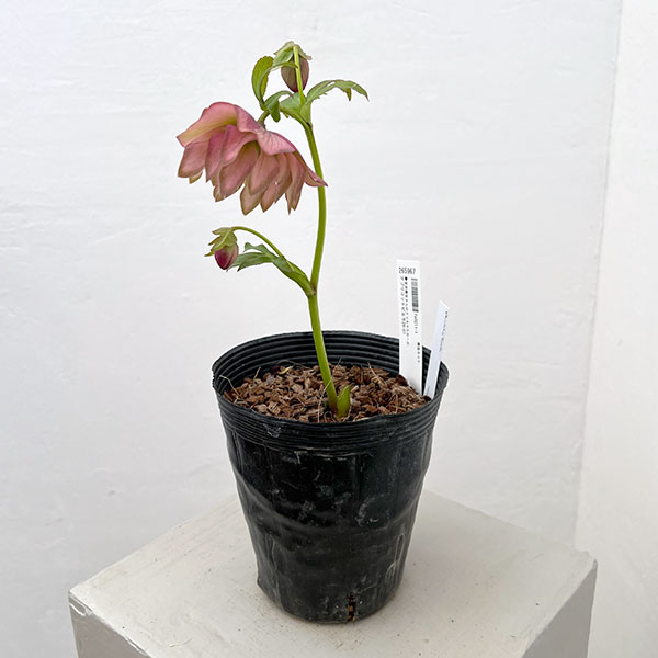 吉田園芸さんのクリスマスローズ：アプリコットピエラ26-01／4.5号ポット【現品販売】