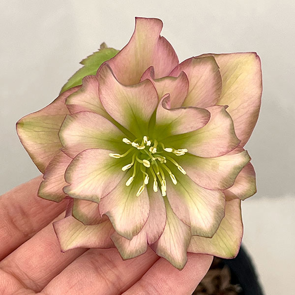 吉田園芸さんのクリスマスローズ：アプリコットピエラ26-01／4.5号ポット【現品販売】