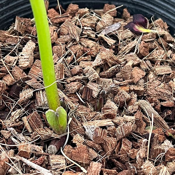 吉田園芸さんのクリスマスローズ：アプリコットピエラ26-01／4.5号ポット【現品販売】