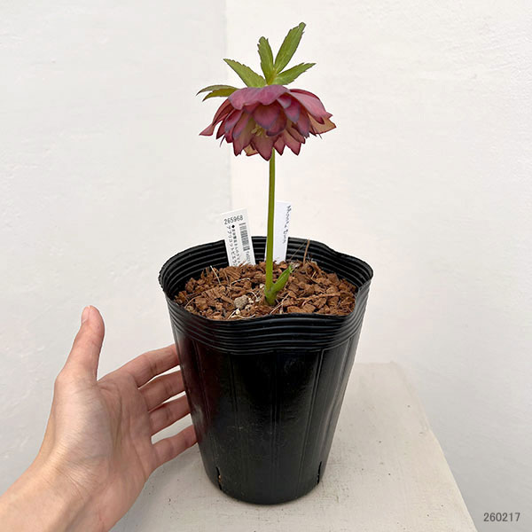 吉田園芸さんのクリスマスローズ：アプリコットピエラ26-02／4.5号ポット【現品販売】