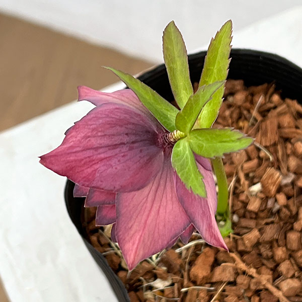 吉田園芸さんのクリスマスローズ：アプリコットピエラ26-02／4.5号ポット【現品販売】