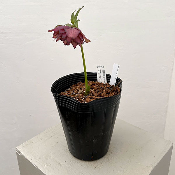 吉田園芸さんのクリスマスローズ：アプリコットピエラ26-02／4.5号ポット【現品販売】