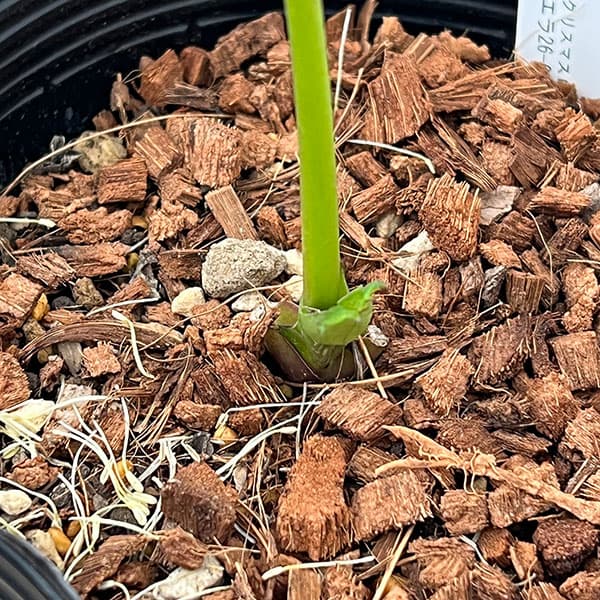 吉田園芸さんのクリスマスローズ：アプリコットピエラ26-02／4.5号ポット【現品販売】