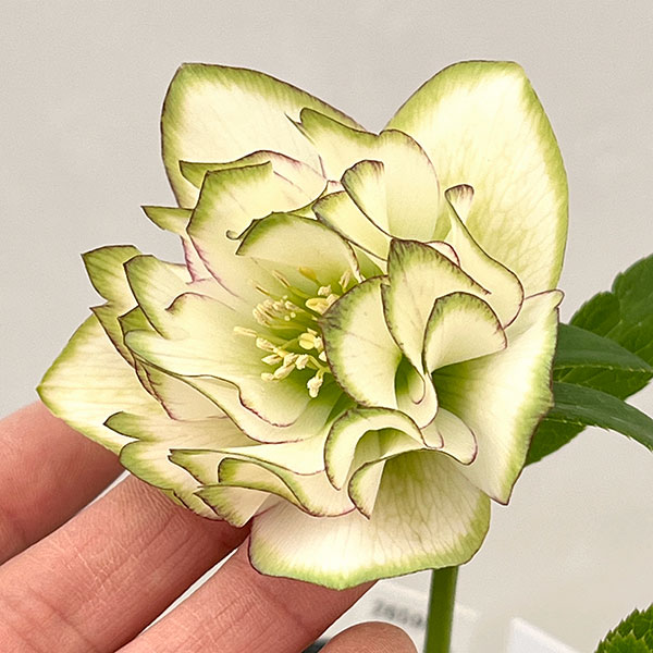 吉田園芸さんのクリスマスローズ：ピエラピコティ26-01／4.5号ポット【現品販売】