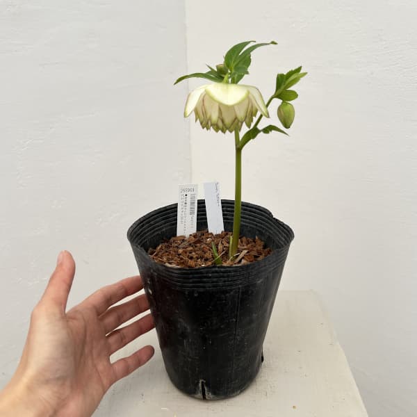 吉田園芸さんのクリスマスローズ：ピエラピコティ26-01／4.5号ポット【現品販売】