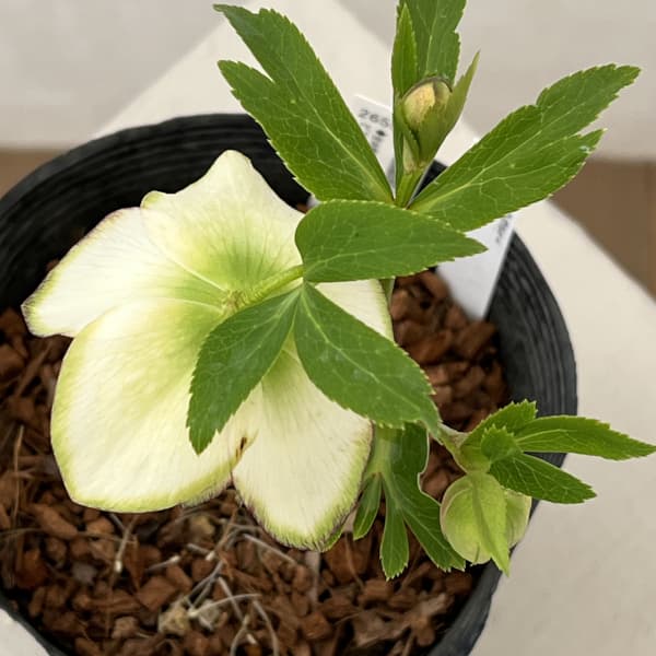 吉田園芸さんのクリスマスローズ：ピエラピコティ26-01／4.5号ポット【現品販売】