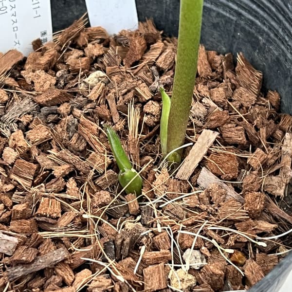 吉田園芸さんのクリスマスローズ：ピエラピコティ26-01／4.5号ポット【現品販売】