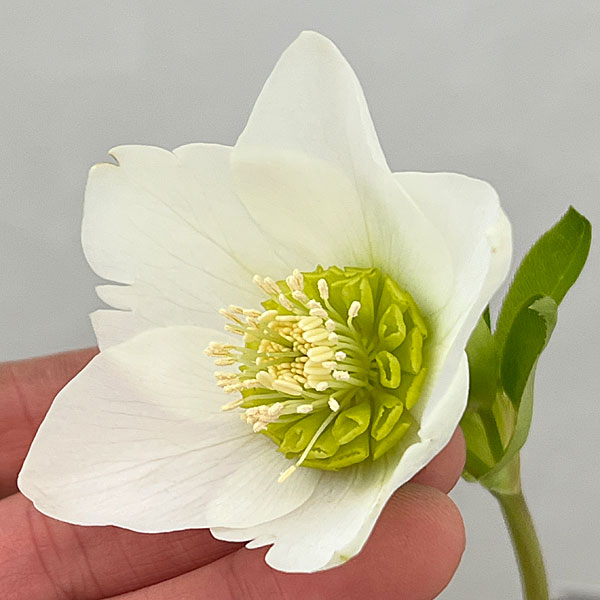 吉田園芸さんのクリスマスローズ：プリマネーヴェ26-01／4.5号ポット【現品販売】