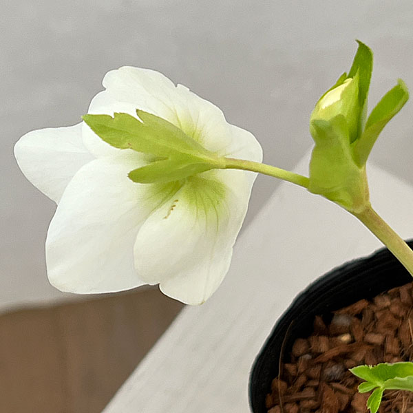 吉田園芸さんのクリスマスローズ：プリマネーヴェ26-01／4.5号ポット【現品販売】