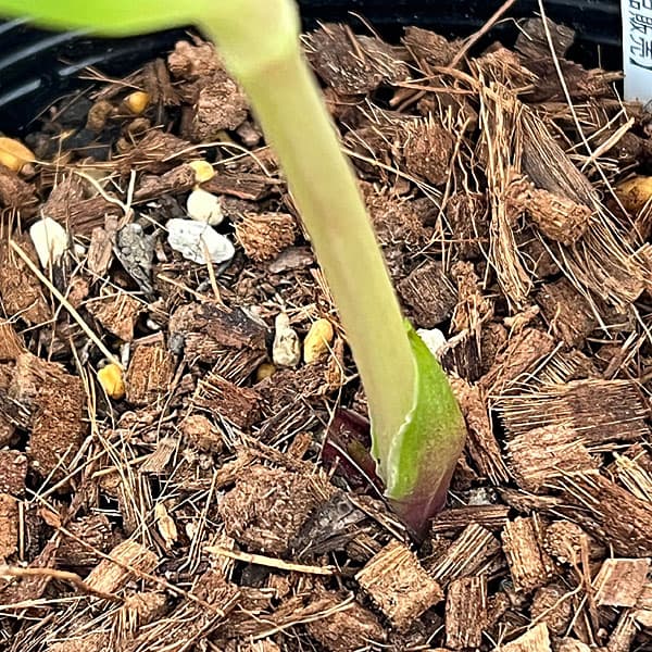 吉田園芸さんのクリスマスローズ：プリマネーヴェ26-01／4.5号ポット【現品販売】