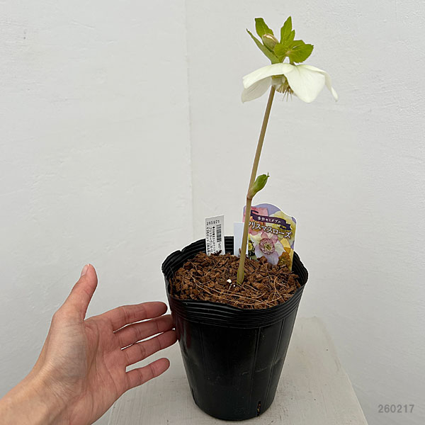 吉田園芸さんのクリスマスローズ：プリマネーヴェ26-02／4.5号ポット【現品販売】