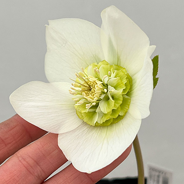 吉田園芸さんのクリスマスローズ：プリマネーヴェ26-02／4.5号ポット【現品販売】