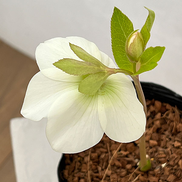 吉田園芸さんのクリスマスローズ：プリマネーヴェ26-02／4.5号ポット【現品販売】