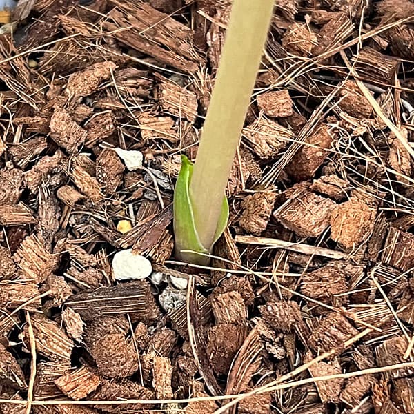 吉田園芸さんのクリスマスローズ：プリマネーヴェ26-02／4.5号ポット【現品販売】