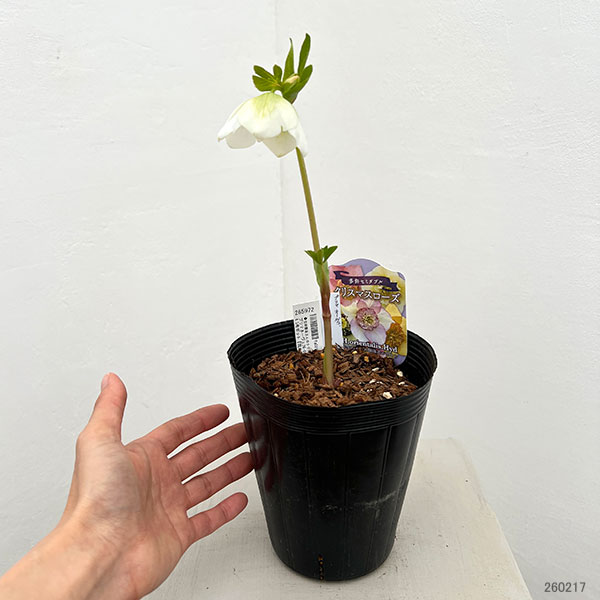 吉田園芸さんのクリスマスローズ：プリマネーヴェ26-03／4.5号ポット【現品販売】